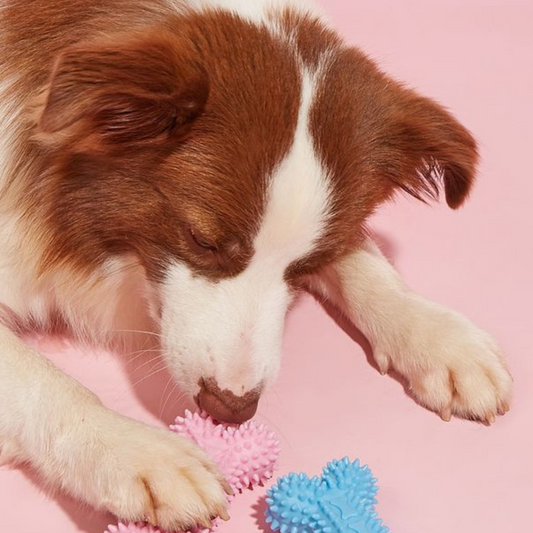 How to Choose the Best Toys for Your Pet