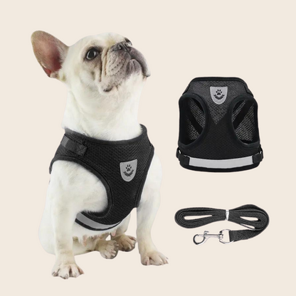 Eleven Dog Harness Collar